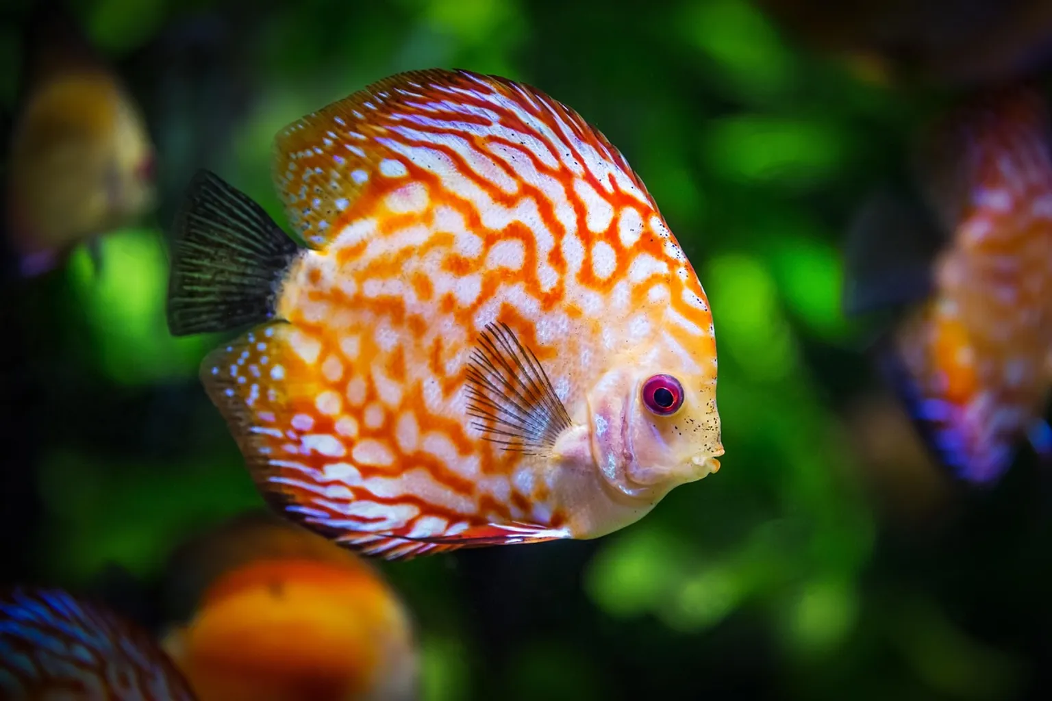 Audubon Aquarium Tickets: Preise, Optionen und Buchungstipps