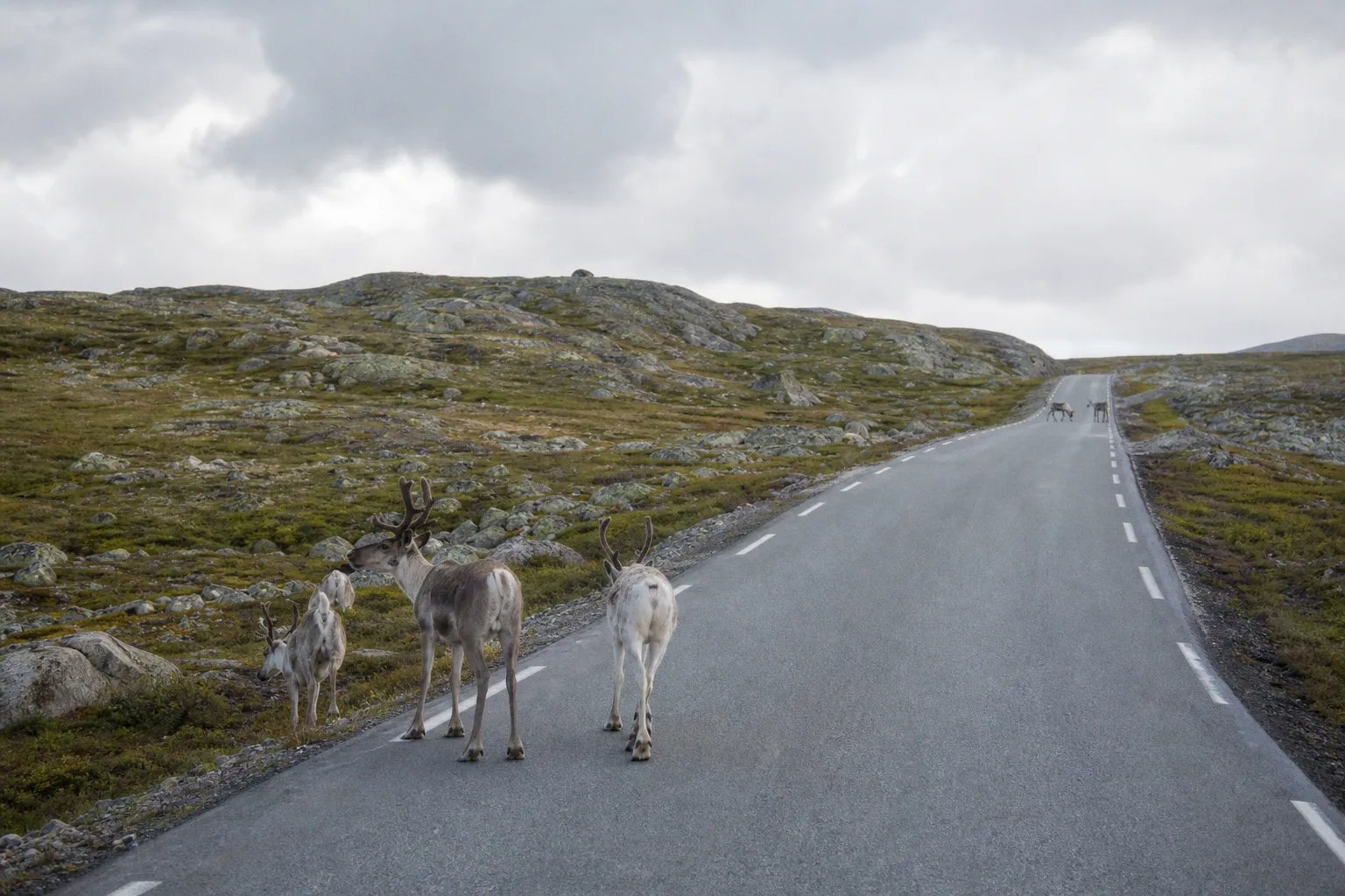 E75: Auf der einsamen Fernstraße durch die arktische Tundra Norwegens