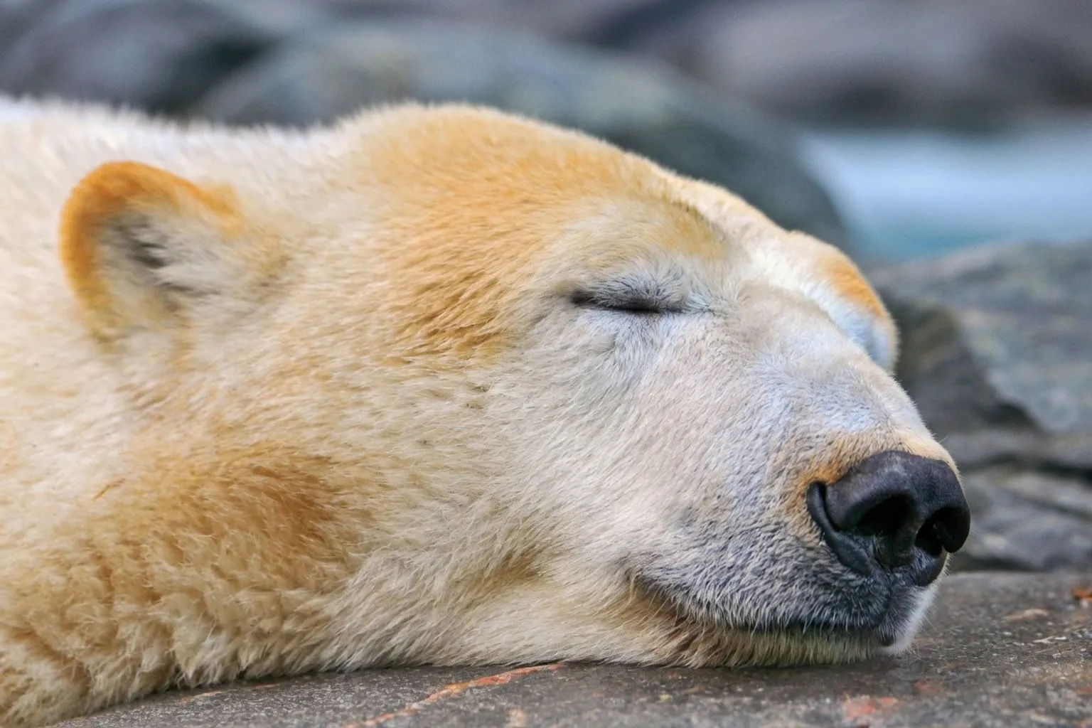 Hohe Geldstrafe auf Spitzbergen: Eisbär durch Schiffshorn geweckt