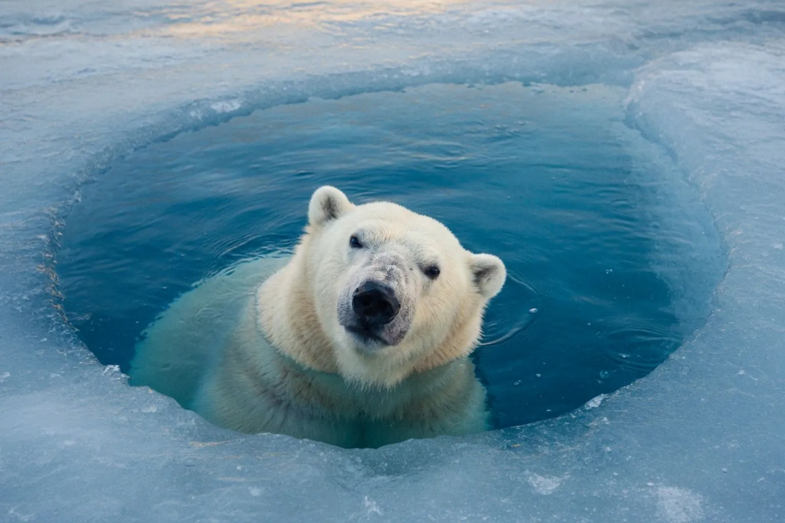 Wildlife Photographer of the Year: Die beeindruckendsten Naturaufnahmen 2026